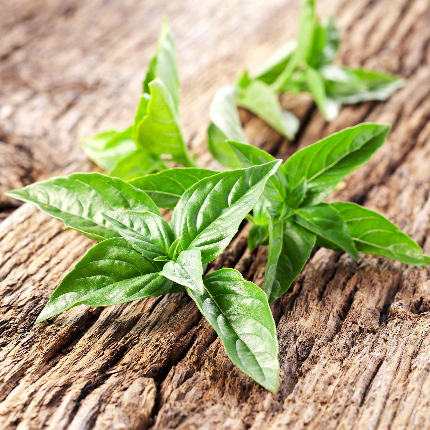 Lemon Basil stem with pointed leaves atop a wooden table.