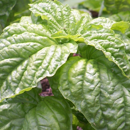 Mammoth Basil