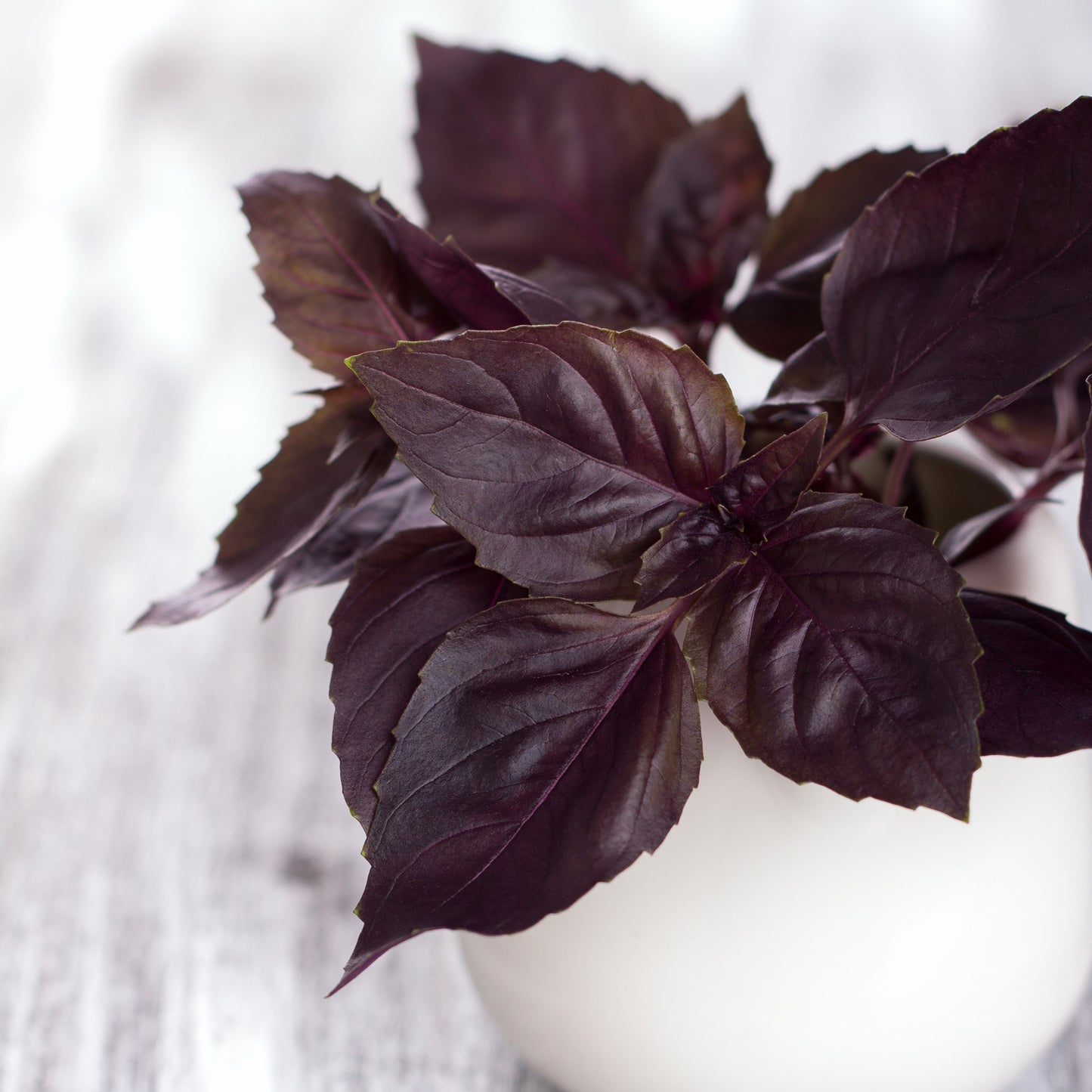 An organic Dark Opal Basil plant with deep purple leaves, against a blurred white background.