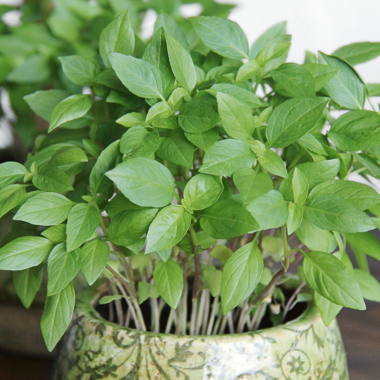 A close-up of an organic Thai basil plant growing in a decorated pot.