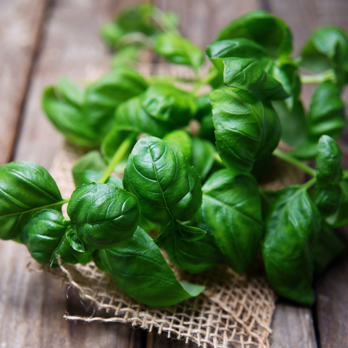 A close-up view of Sweet Basil stems, with vibrant green leaves, against a wood background.