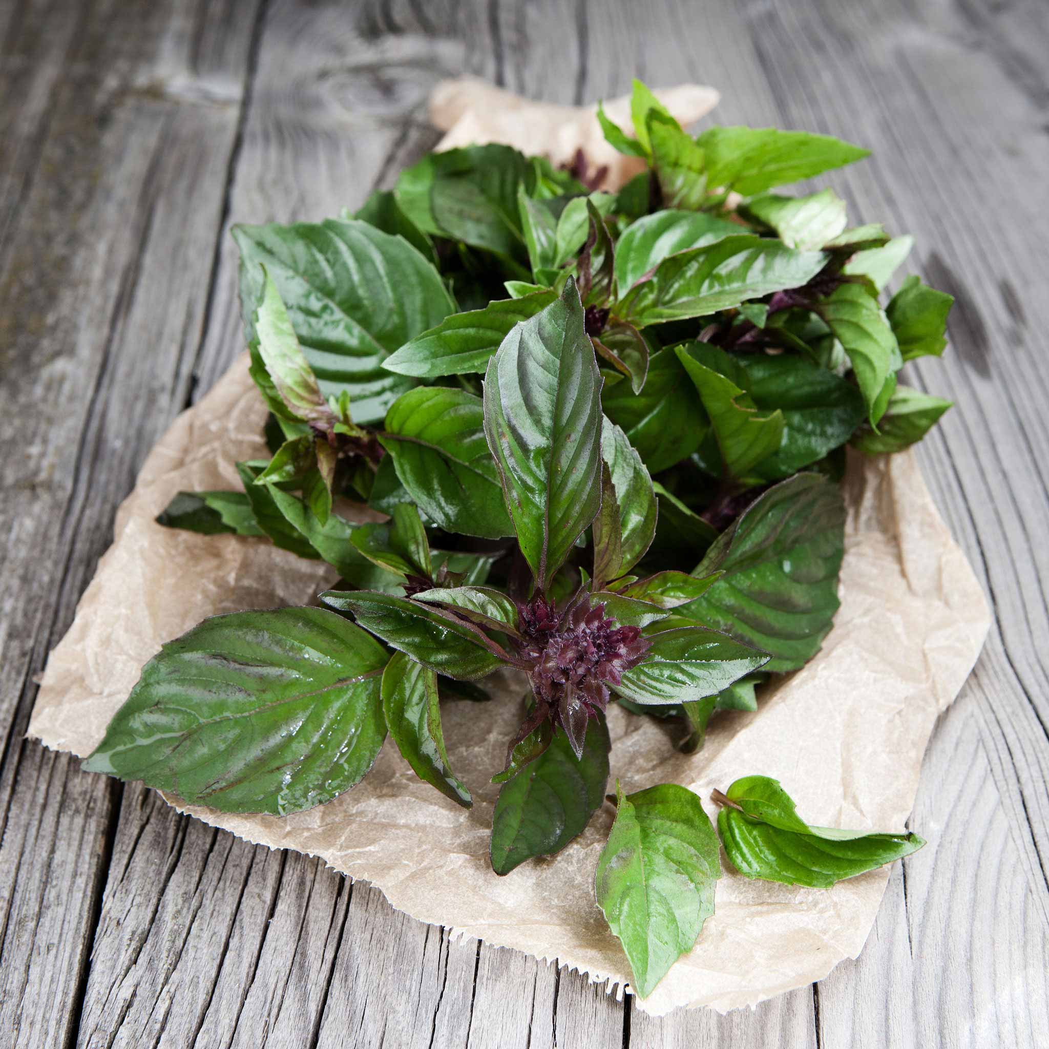 Close-up of a blooming Thai Basil plant with vibrant green leaves and purple stems.