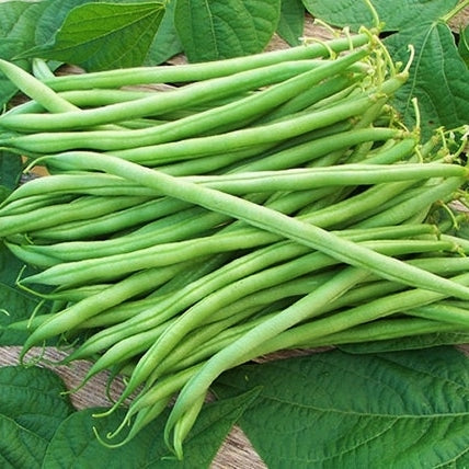 Landreth Stringless Bean