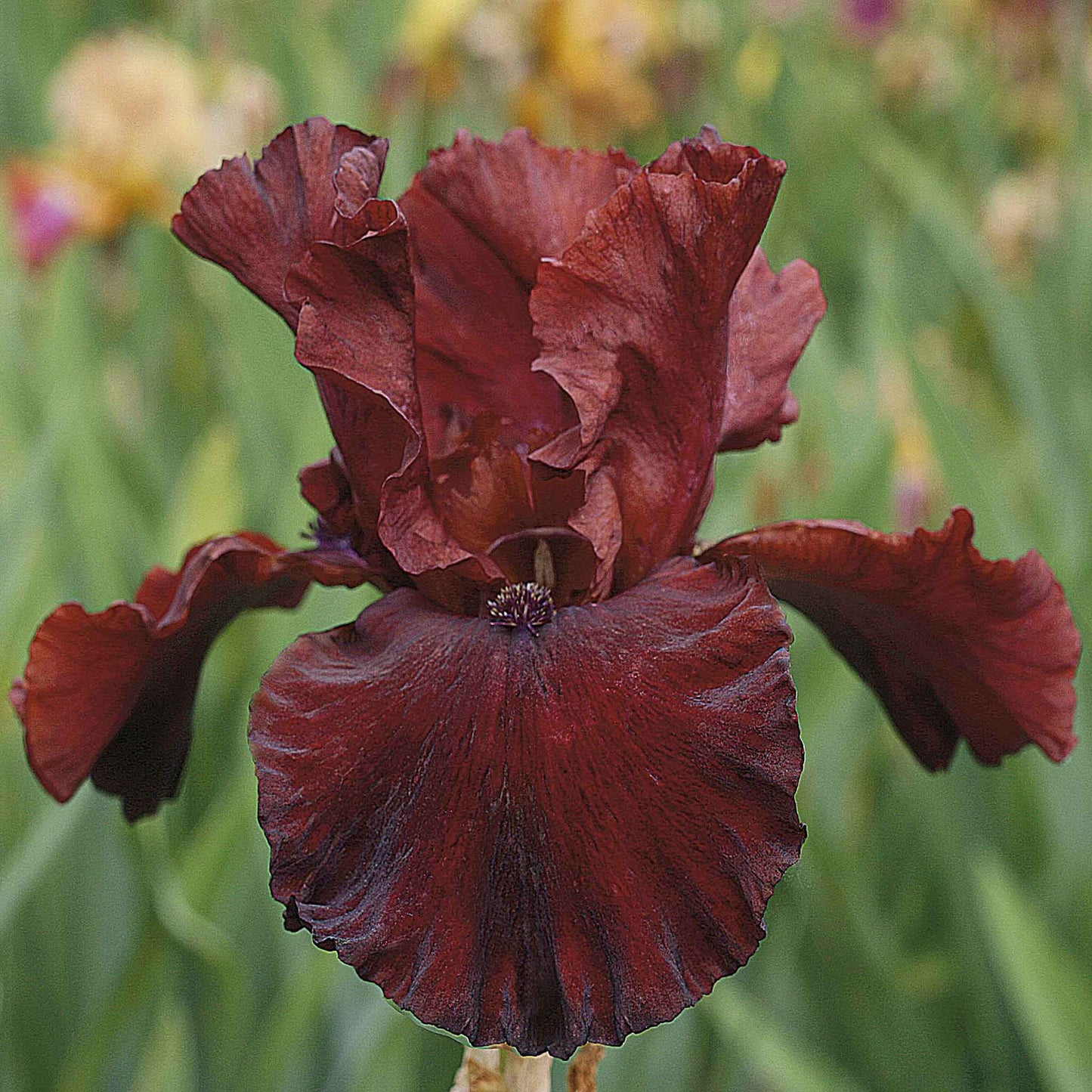 bearded iris - 45 days of red bloom