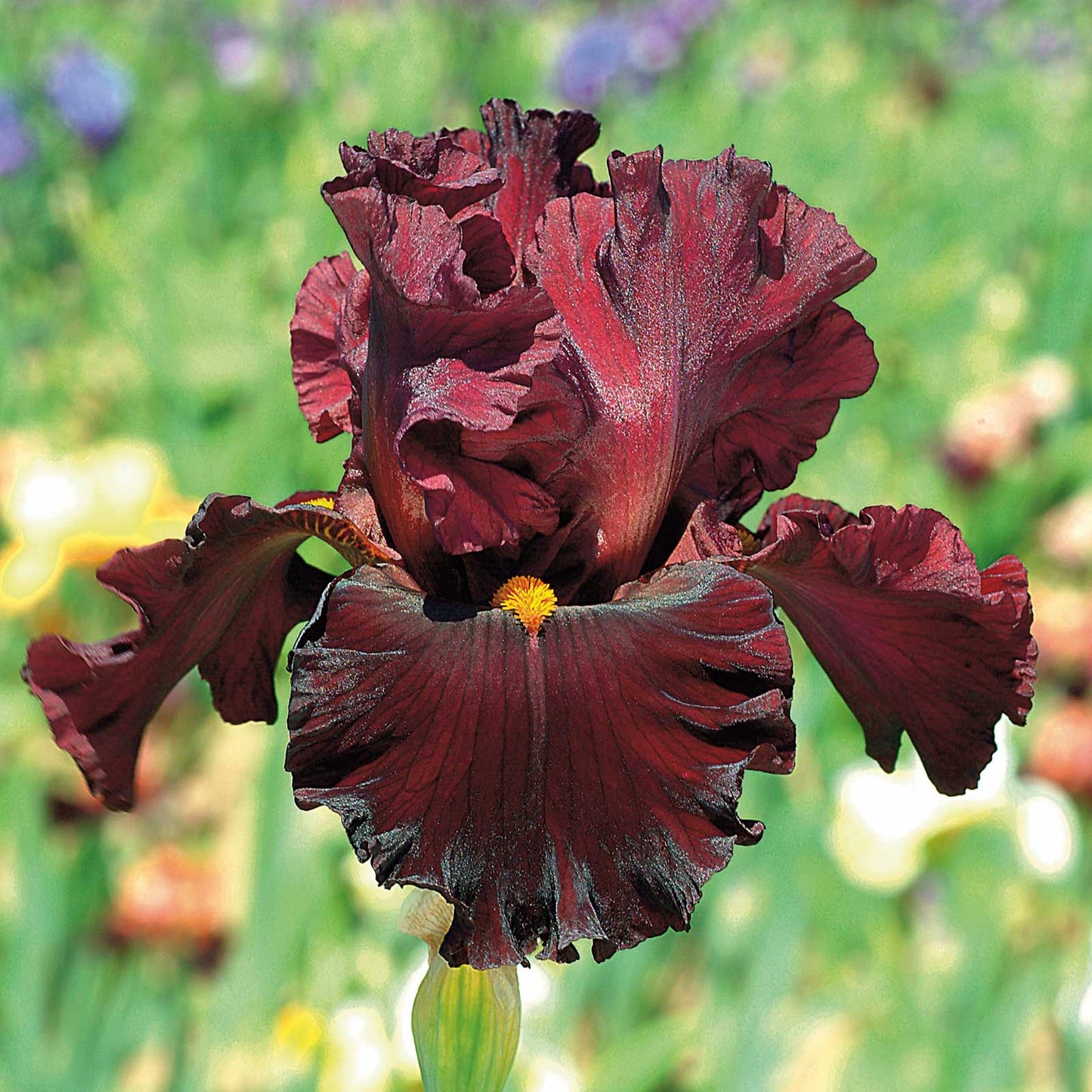 bearded iris - 45 days of red bloom