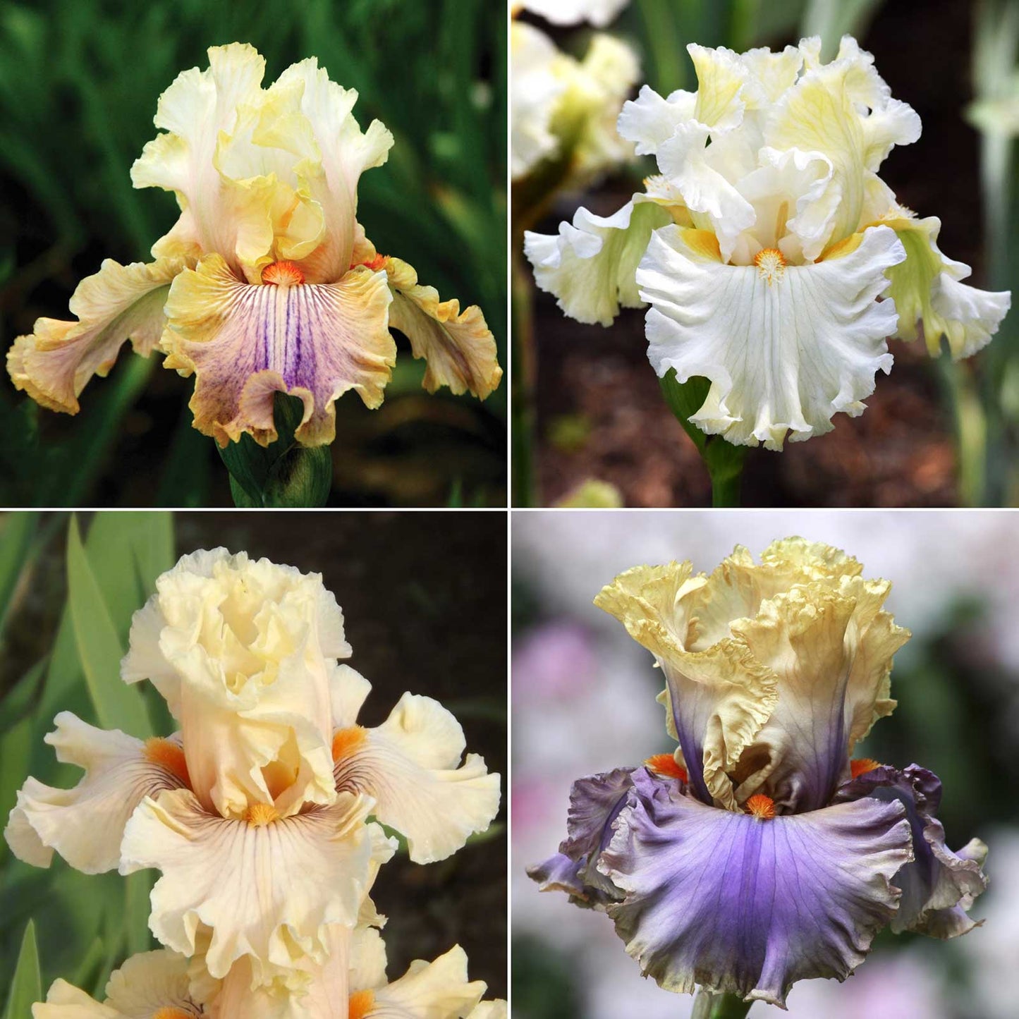 bearded iris - antique mix
