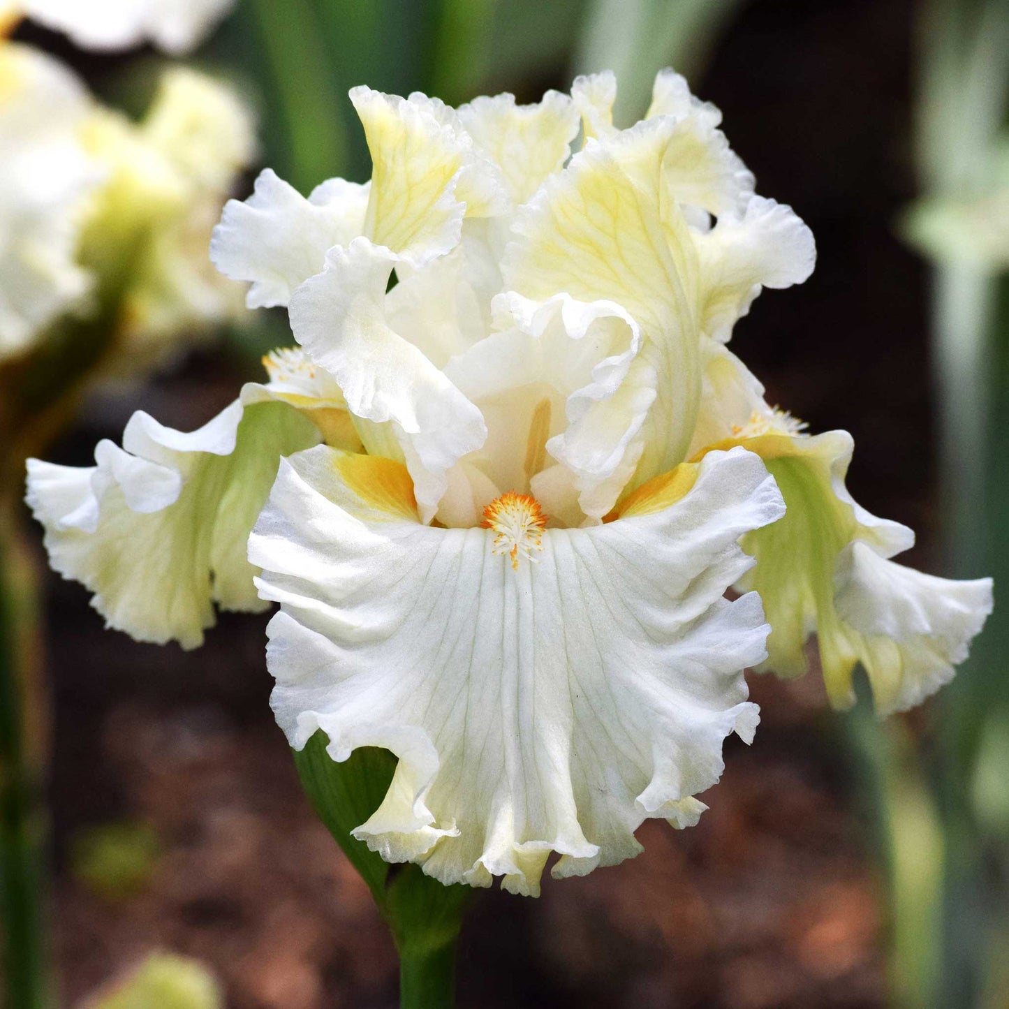 bearded iris - antique mix