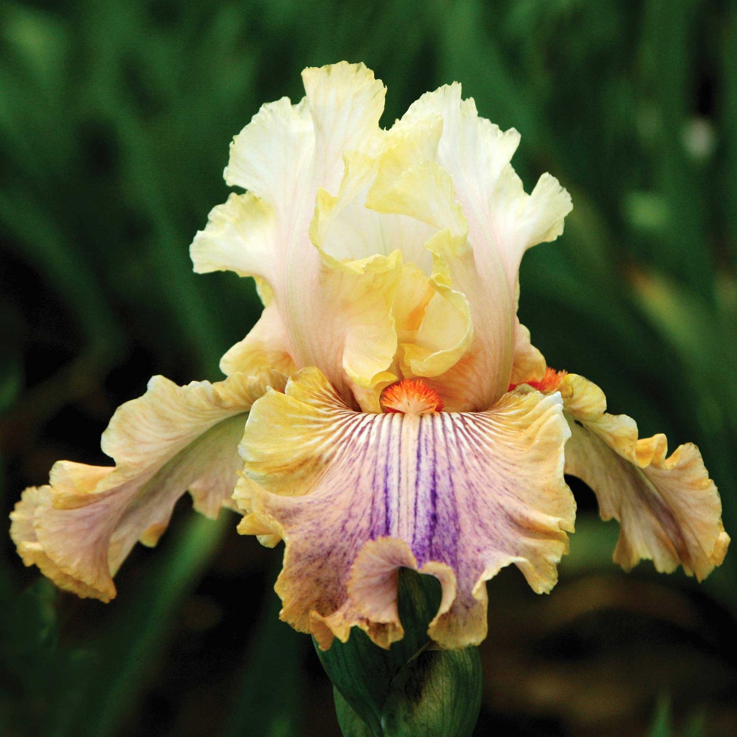 bearded iris - antique mix
