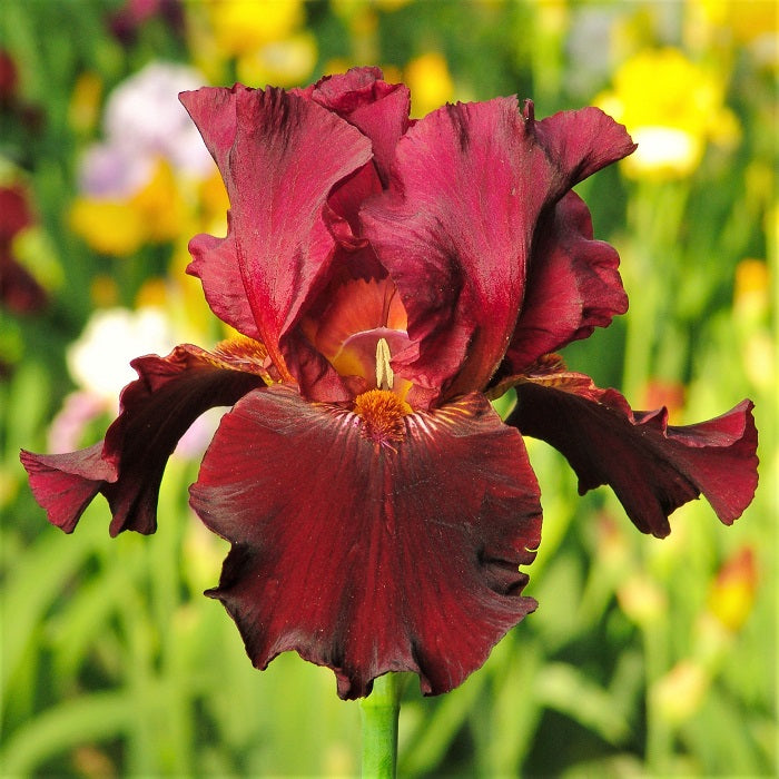 Tall Bearded Iris (Iris 'Lace Legacy') in the Irises Database