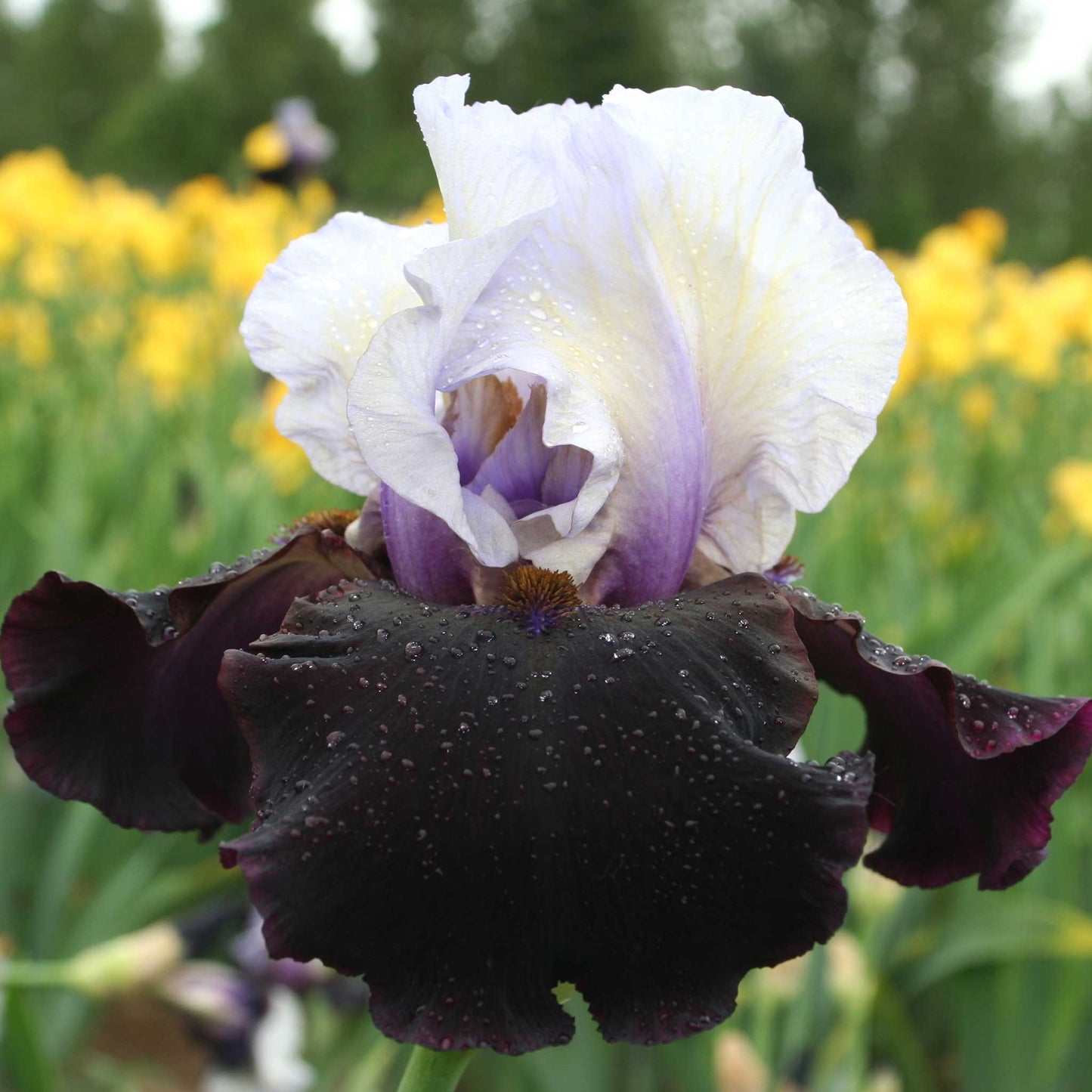 bearded iris better together