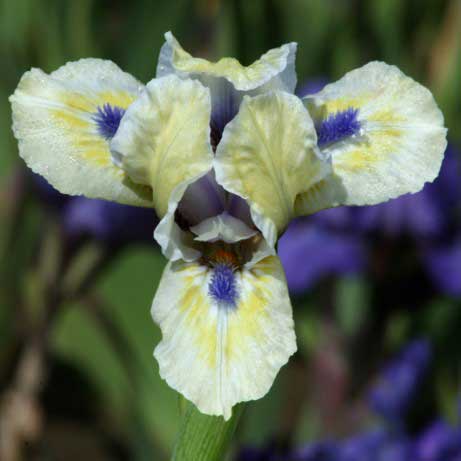 bearded iris - bright blue eyes