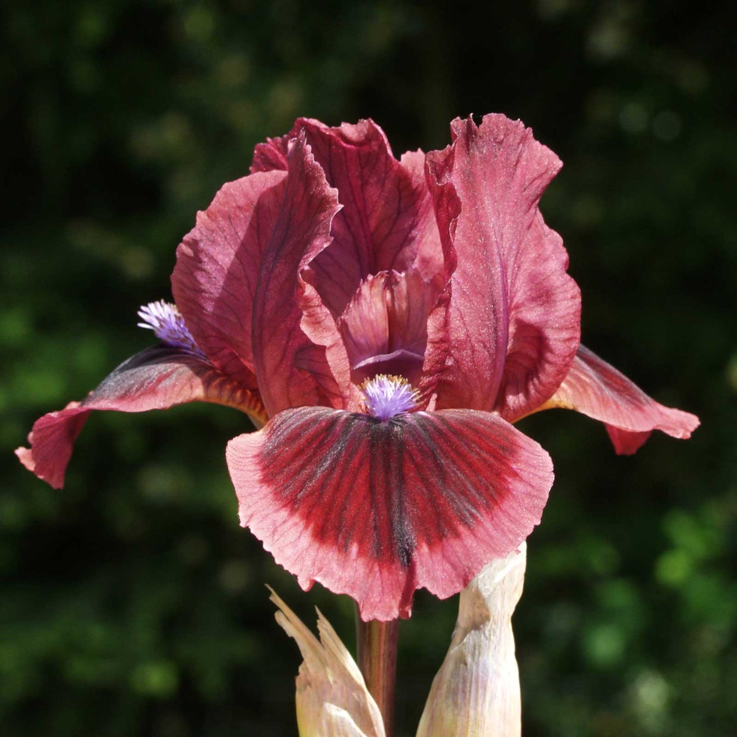 bearded iris - cat's eyes