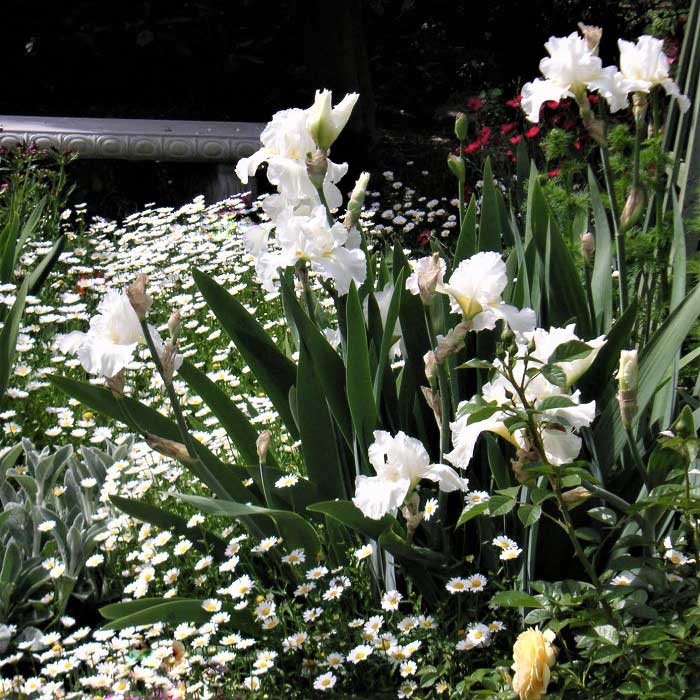 re-blooming bearded iris - frequent flyer