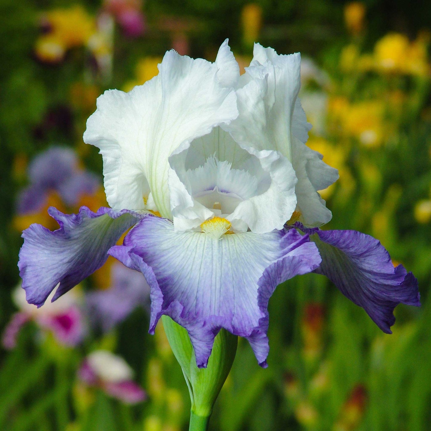 re-blooming bearded iris - pastel mix