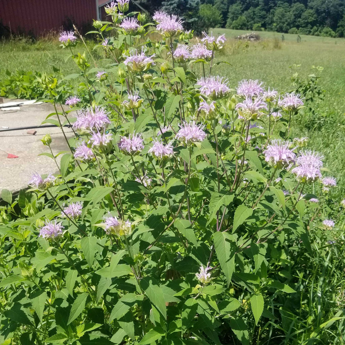 Bee Balm/Wild Bergamot