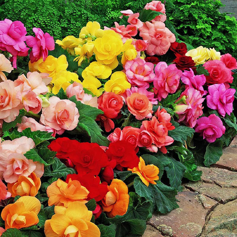 Roseform Mix Begonia