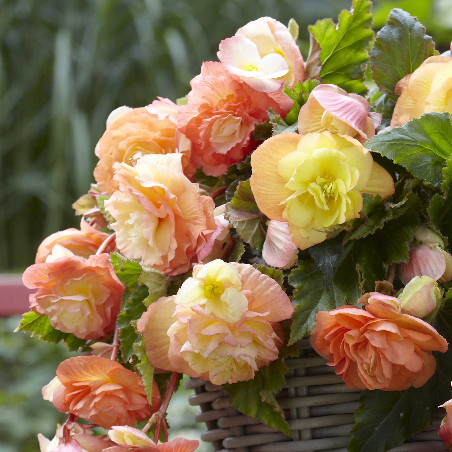 begonia splendide ballerina