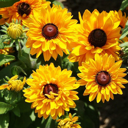 Black eyed susan seed discount