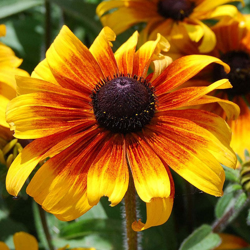 Black eyed clearance susan flower