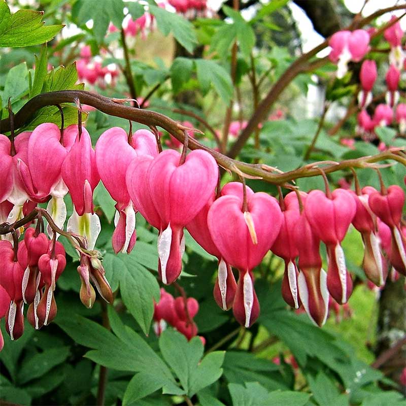 bleeding heart