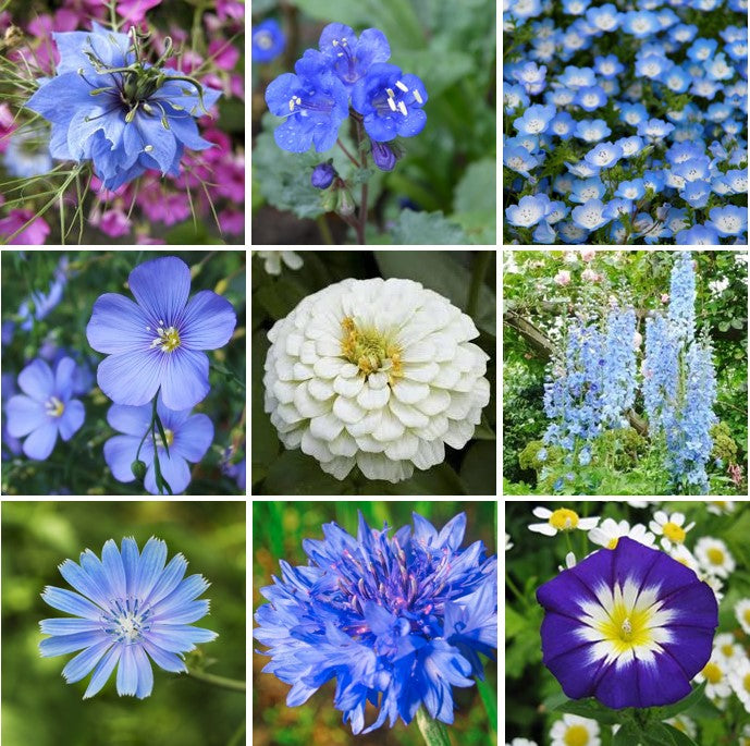 Baby Blue Eyes Seeds - 1 Pound, Flower Seeds, Eden Brothers