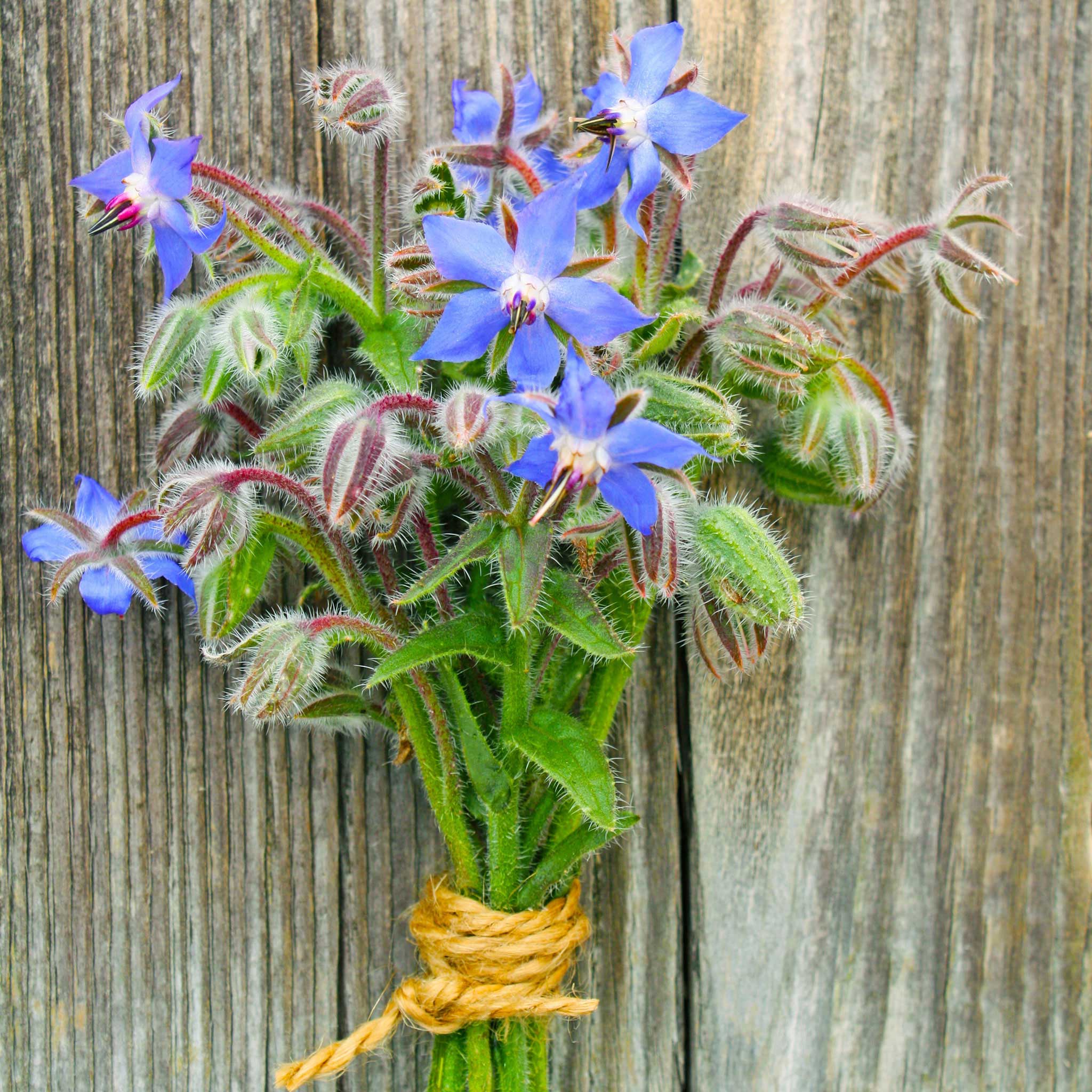 A close-up view of vibrant blue borage flowers with a wooden background.