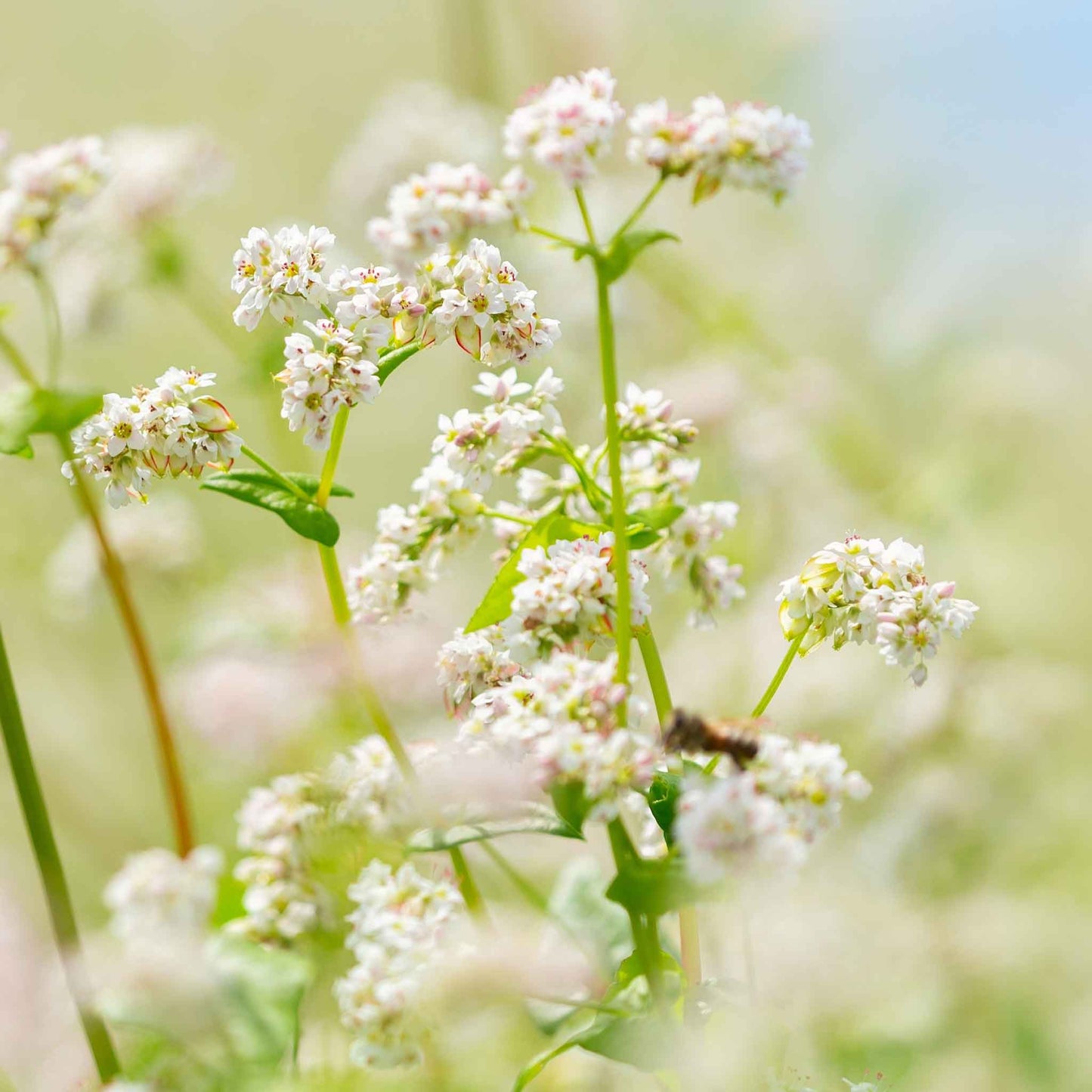 buckwheat