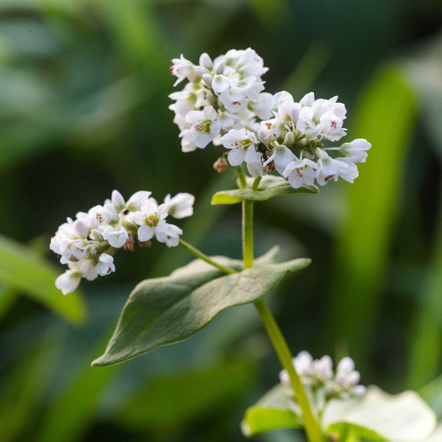 buckwheat