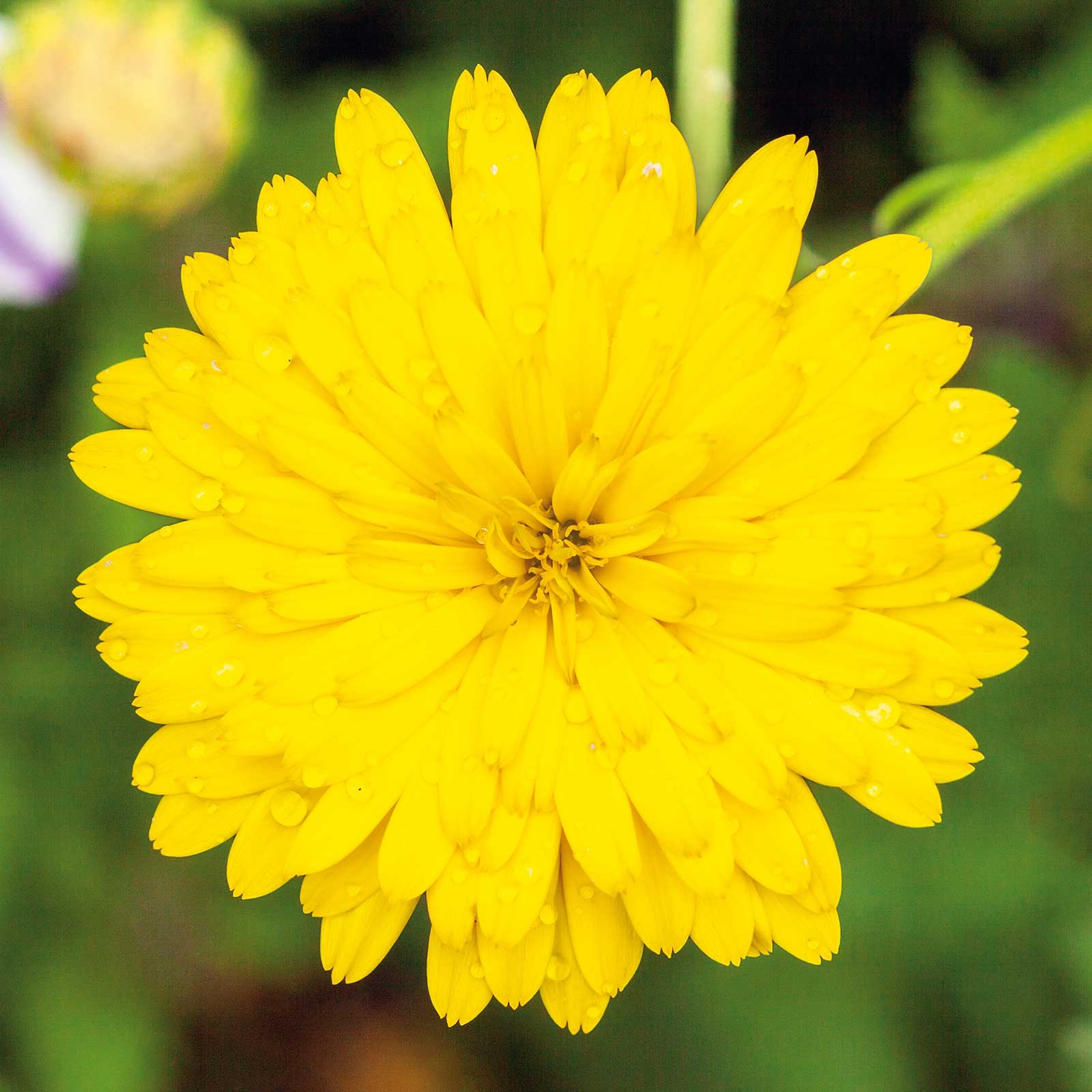 Yellow Chrysanthemum (Mums) Plant Seeds, Flower, Uses - PictureThis