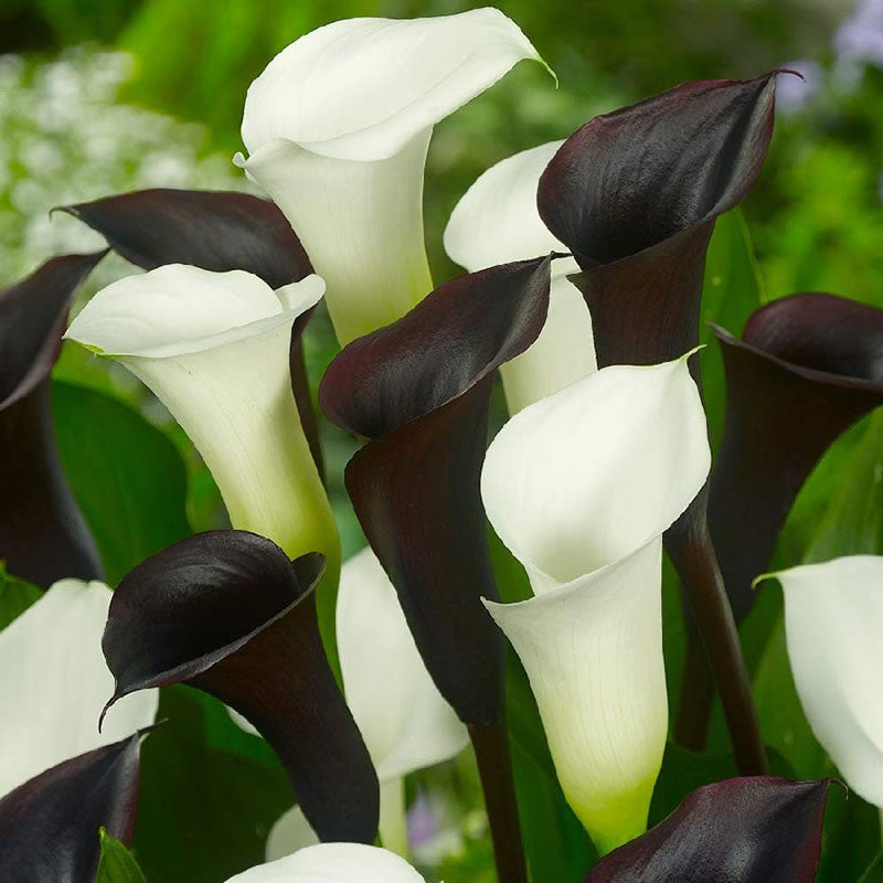 Black calla lily deals