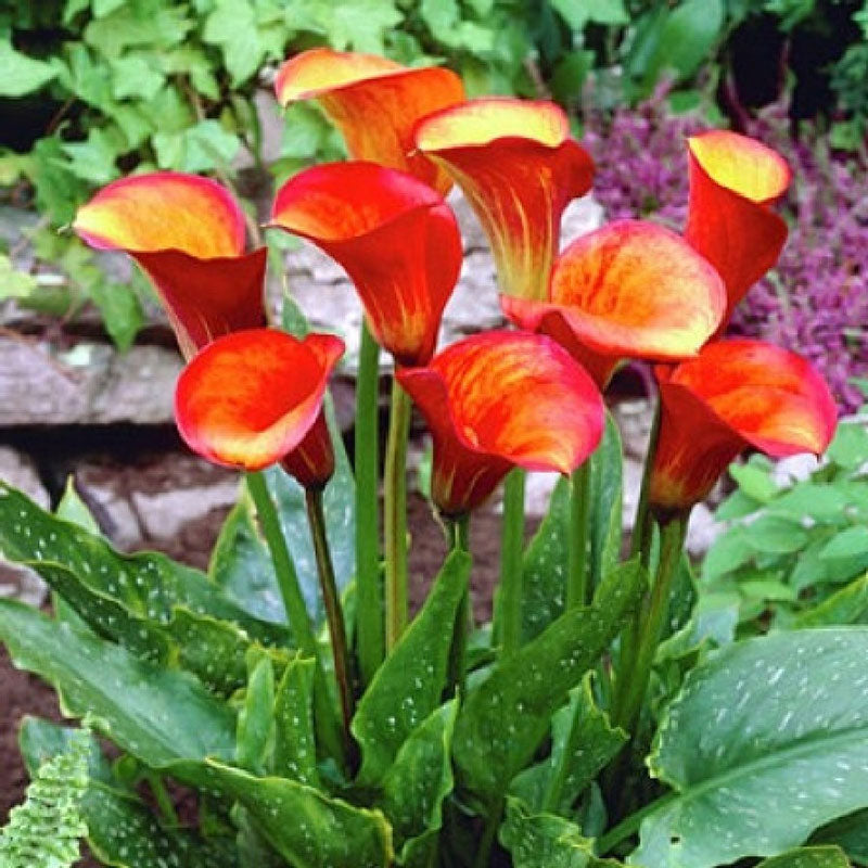 calla lily flame