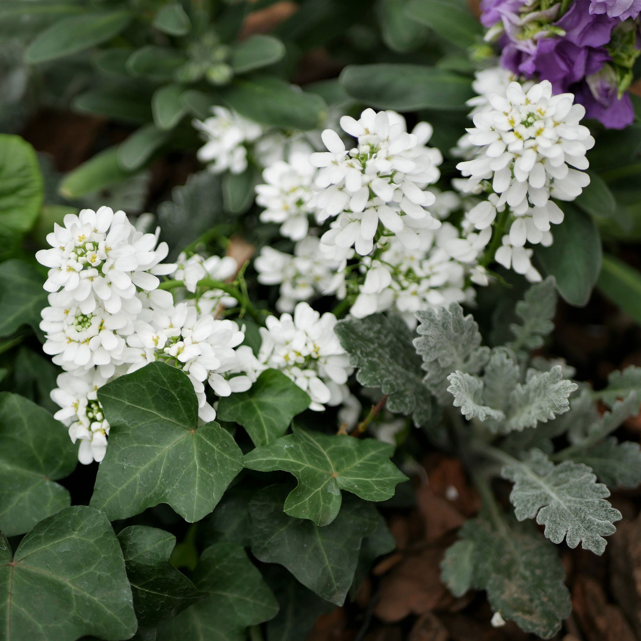 Empress candytuft