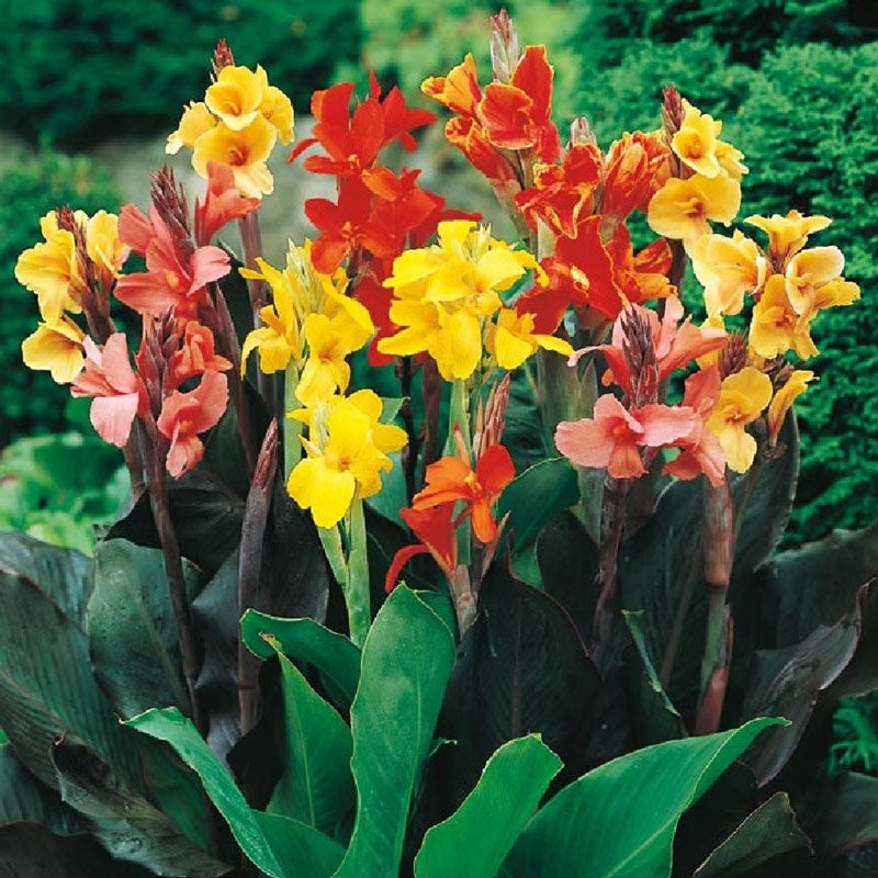 canna lily mix 