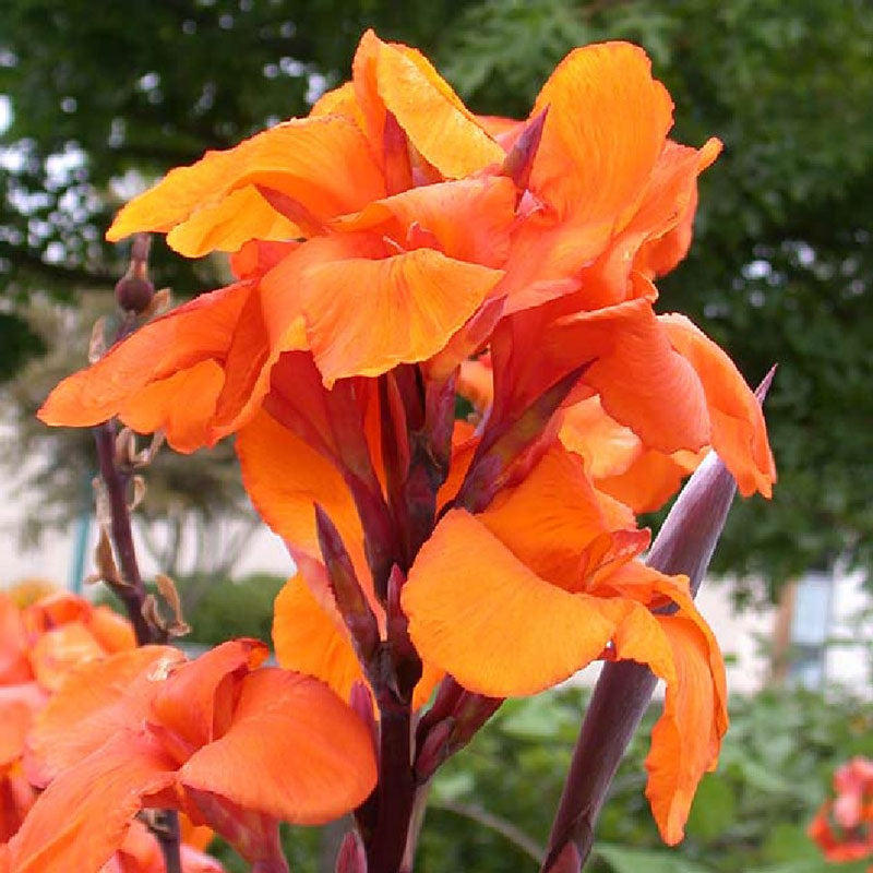 Canna Lily - Wyoming, Spring Flower Bulbs