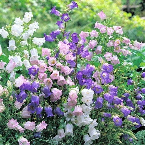 Canterbury bells on sale