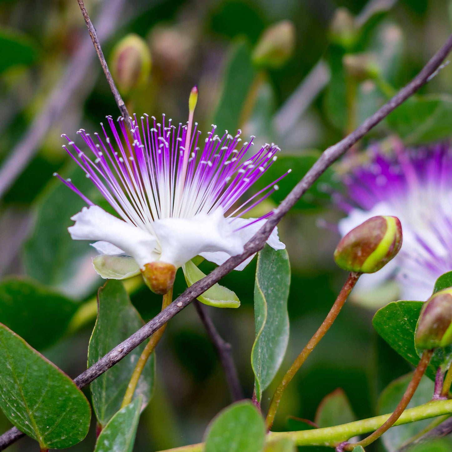 A close-up of a purple and white caper bloom.