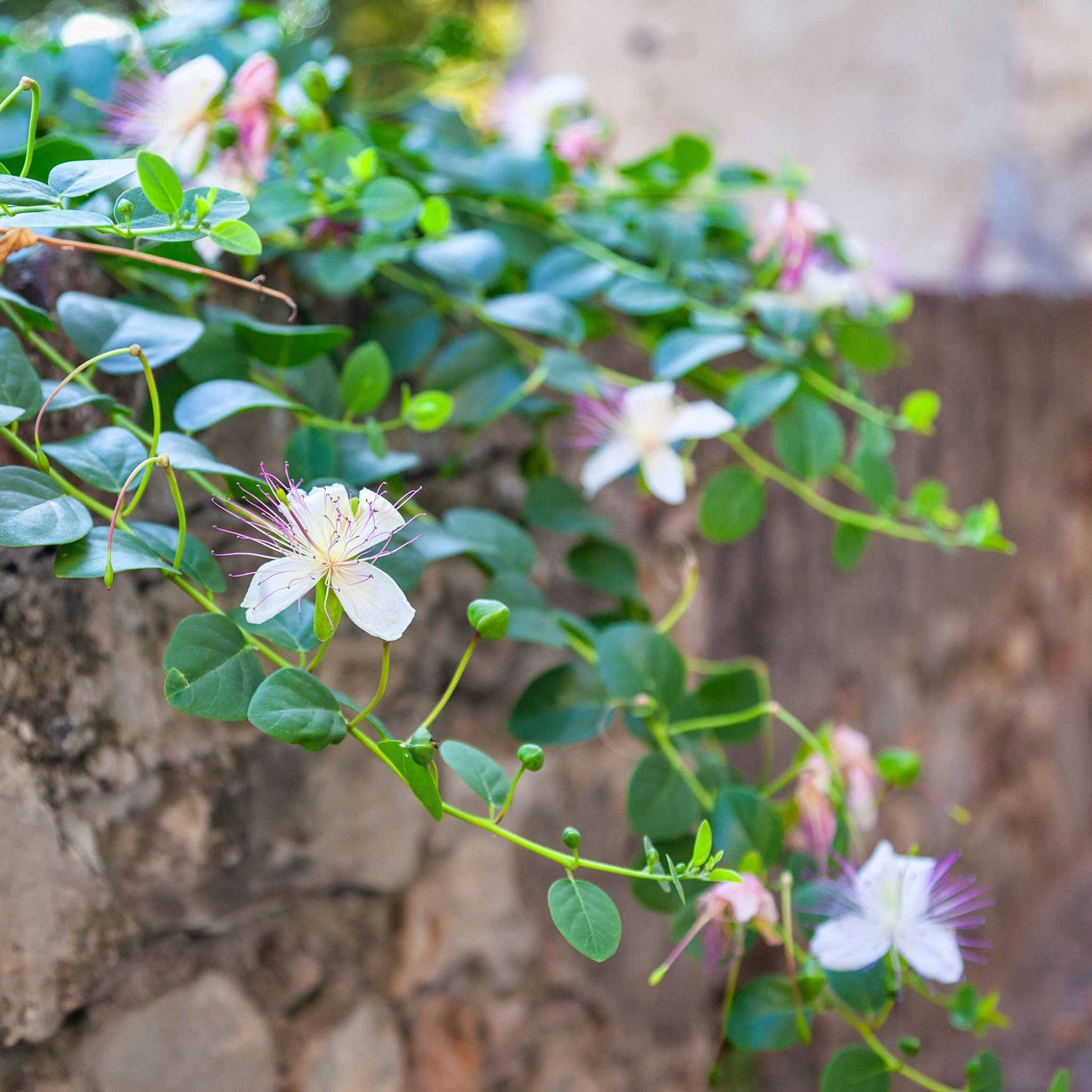 A close-up shot of caper branches spilling over a stone wall.