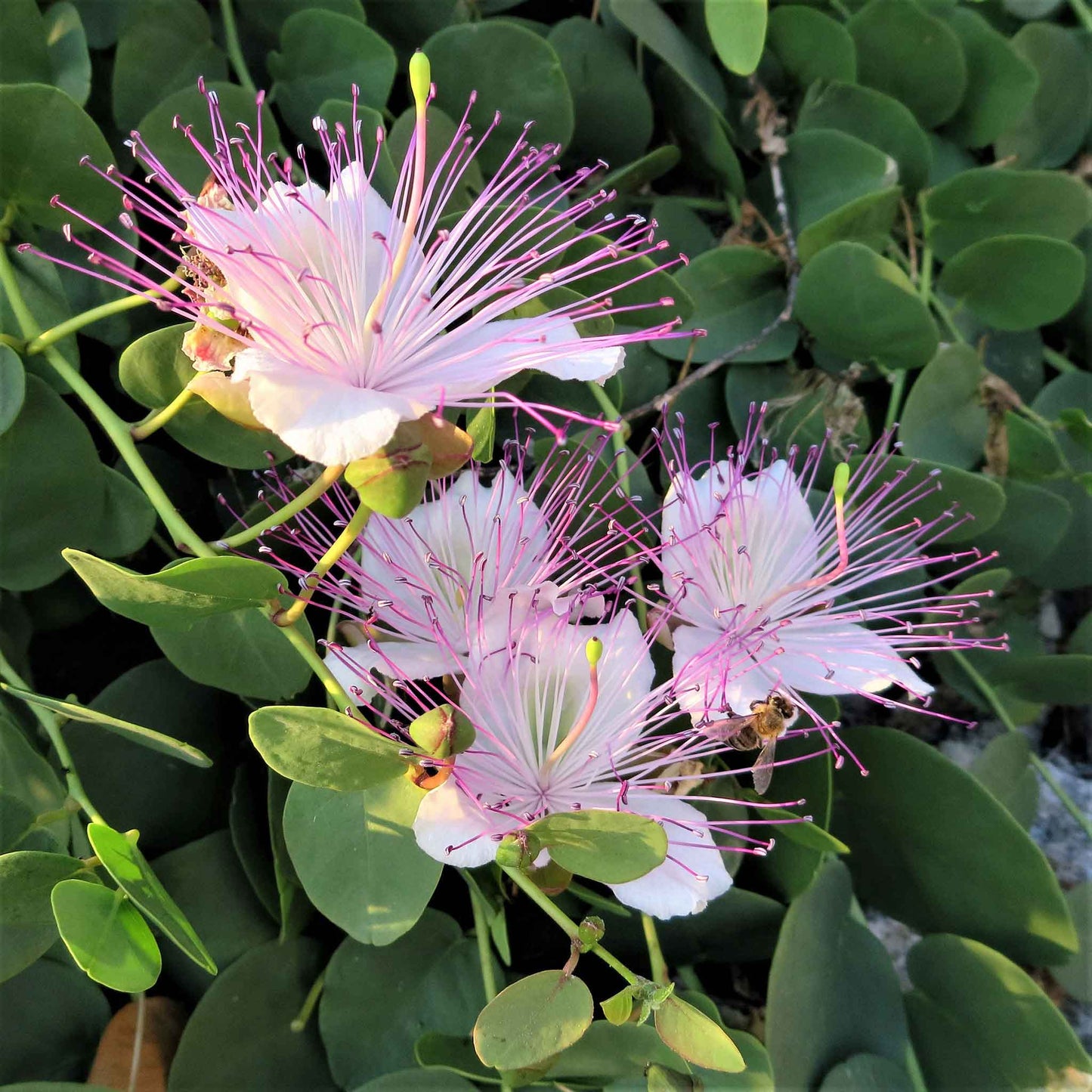 Close-up of a caper branch with green leaves and open flowers, set against a blurred background.