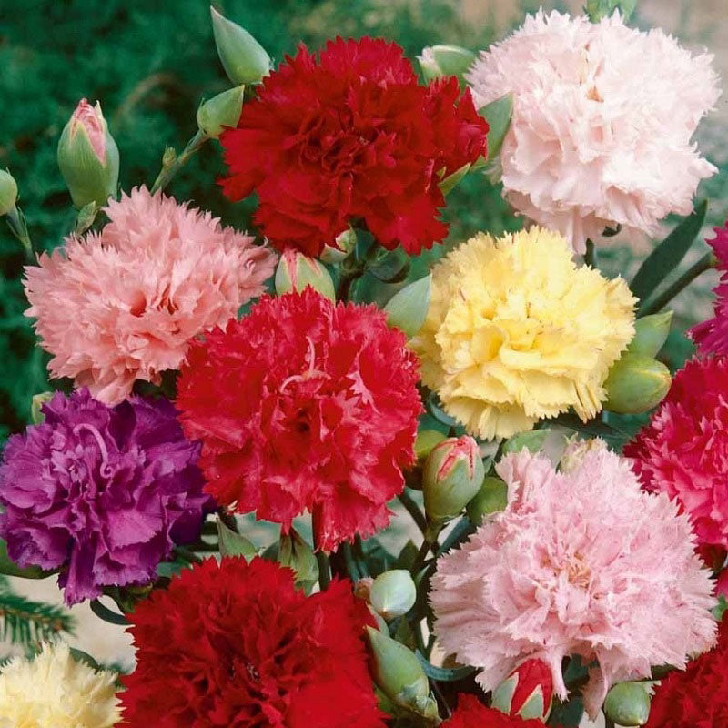 Carnation Chabaud Giant Mixed Colors Seeds from Ferry-Morse Seeds