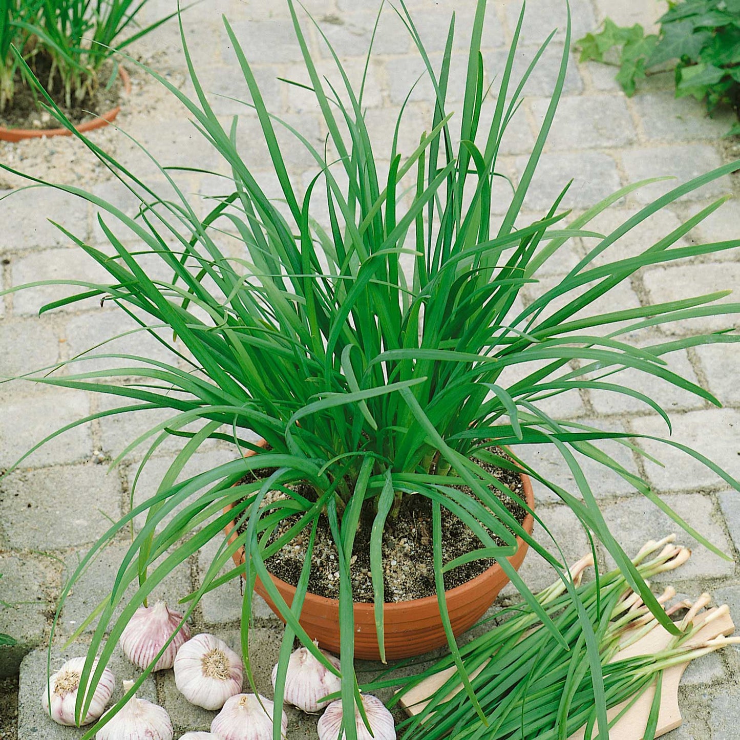 A close-up shot of an organic chive plant on a stone path.