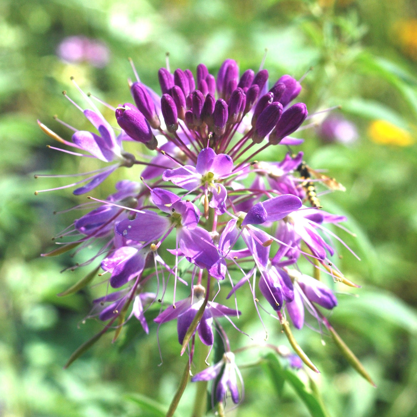 cleome rocky mountain beeplant