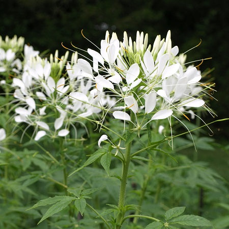 cleome white queen