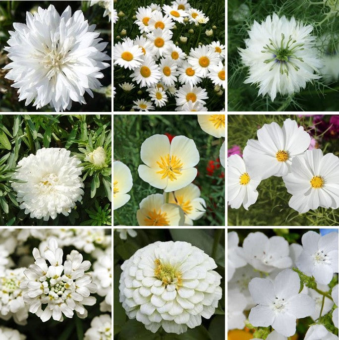 Cloud 9 White Flower Seed Mix