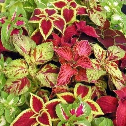 coleus blumei rainbow mix