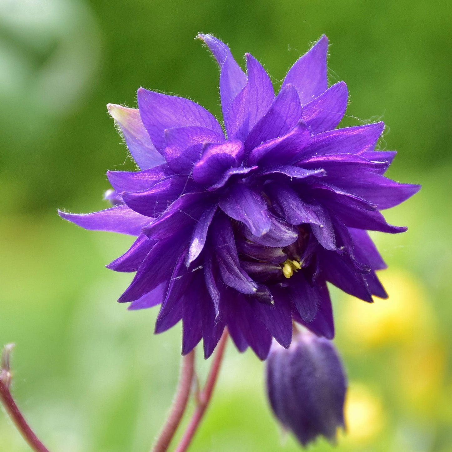 barlow mix columbine