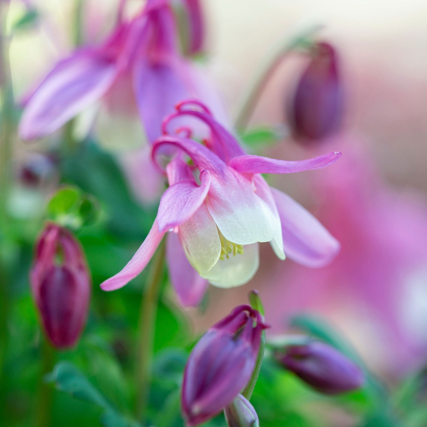 european columbine