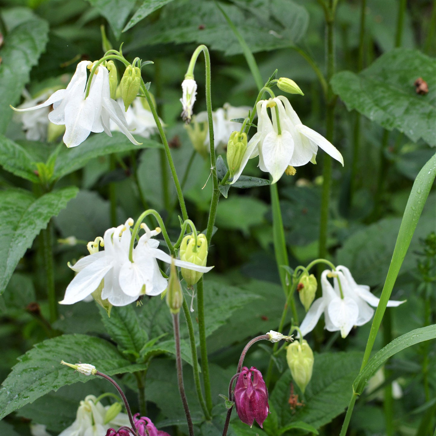 european columbine