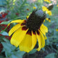 clasping coneflower