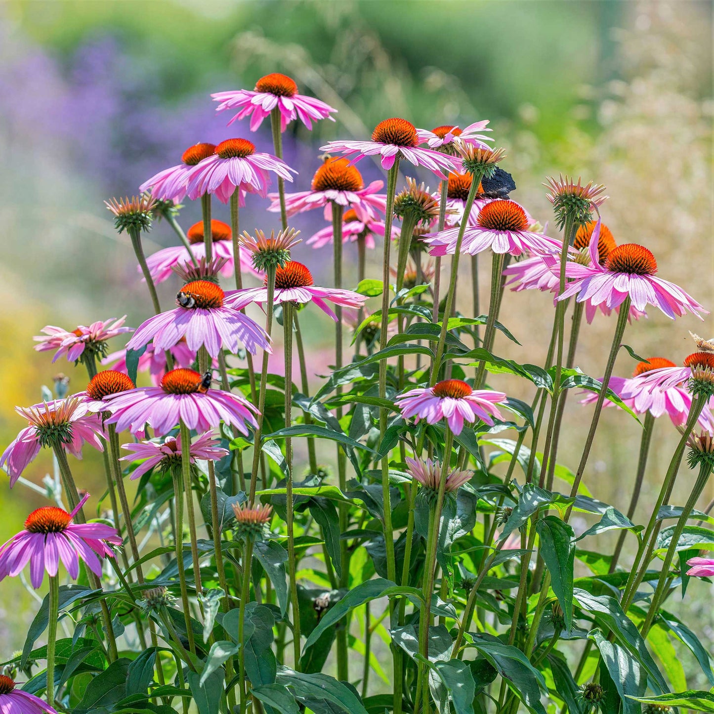 purple coneflower