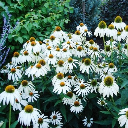 coneflower white swan